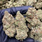White Widow
