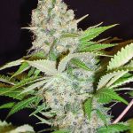 AUTO CHEESE NL FEMINIZED